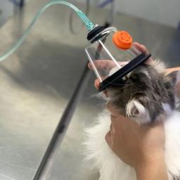 Kit Máscara De Oxigênio Para Animais De Estimação, Cães E Gatos Atomização, Inalação De Oxigênio, Suprimentos Clínicos, Sala De Cuidados, No. 1, No. 5 - Image 1