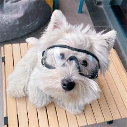 Transparente Cor Pet Goggles, Impermeável, Windproof, Protetor solar, Resistente UV, Grandes Óculos Do Cão - Image 4