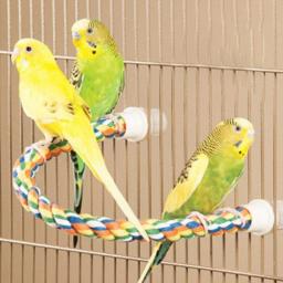 Pássaro molar brinquedo durável corda de algodão multi-cor animais de estimação papagaio em pé poleiros para cockatiel papagaio gaiola brinquedo do pássaro de estimação brinquedo - Image 4