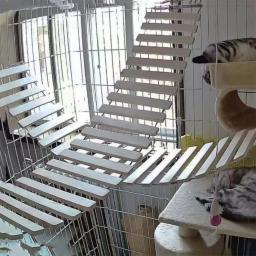 Corda de sisal ou escada de madeira para gato, escalada, jogando ponte, móveis internos e externos, suprimentos para gatos, 50cm, 100cm - Image 5