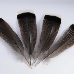 Penas naturais de peru para artesanato, performance de palco, decoração de fantasias, jóias DIY, acessórios vaso, 25-30cm, 10pcs - Image 4