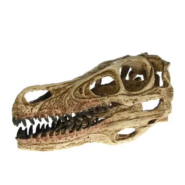 Modelo Didático de Dinossauro Velociraptor em Resina com Crânio Fóssil e Esqueleto Detalhado