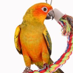 Pendurado Trançado Vime Corda Papagaio Brinquedo, Budgie Mastigar Gaiola, Brinquedo Calopsita, Pet Stand, Acessórios de treinamento Mordida Swing Suprimentos - Image 5