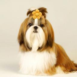 Spring Bows para cachorro e gato, Flower Bowknot Rubber Bands para cães, Fashion Dog Hair Accessories, Dog Grooming Accessories, 10Pcs - Image 3