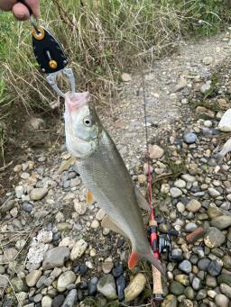 Mini peixe aperto liga de alumínio pequeno clipe de pesca ferramentas isca ao ar livre - Image 3