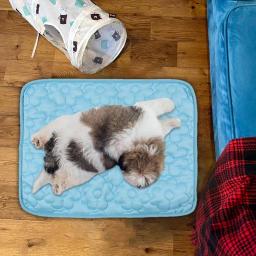 Almofada de resfriamento dobrável para pet, Pet Supplies, tecido de gelo verão, sem necessidade de congelar ou refrigerar, este fresco Pet - Image 3