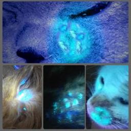 UV lâmpada de madeira veterinária, Pet fungo detecção, lanterna impermeável, pele luz ultravioleta, gato musgo tinea, espelho preto, 365 - Image 4