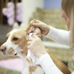 Pó indolor da remoção do cabelo para o animal de estimação, Cuidados médicos para cães e gatos, Produtos De Limpeza De Orelha - Image 5