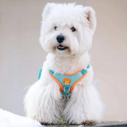 Ajustável Sem Puxar Pet Reflective Dog Harness Chumbo Andando Correndo Trelas Cat Chest Strap Vest Leash - Image 2