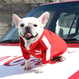 Jaqueta de beisebol para cães pequenos e médios, colete pet moletom buldogue francês traje chihuahua casaco pug roupa de cachorro, inverno - Image 3