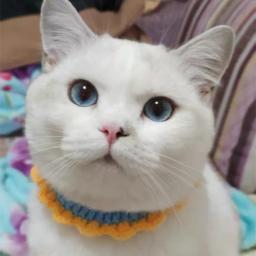 Coleira de crochê à mão para cão pequeno e gato, cachecol, forma de girassol, pet fornecimentos, acessórios bonitos - Image 4