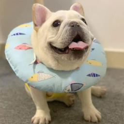 Colar de recuperação de animais ajustável Cone macio E-Collar, Cone protetor para gato e cachorro, Após cirurgia - Image 4