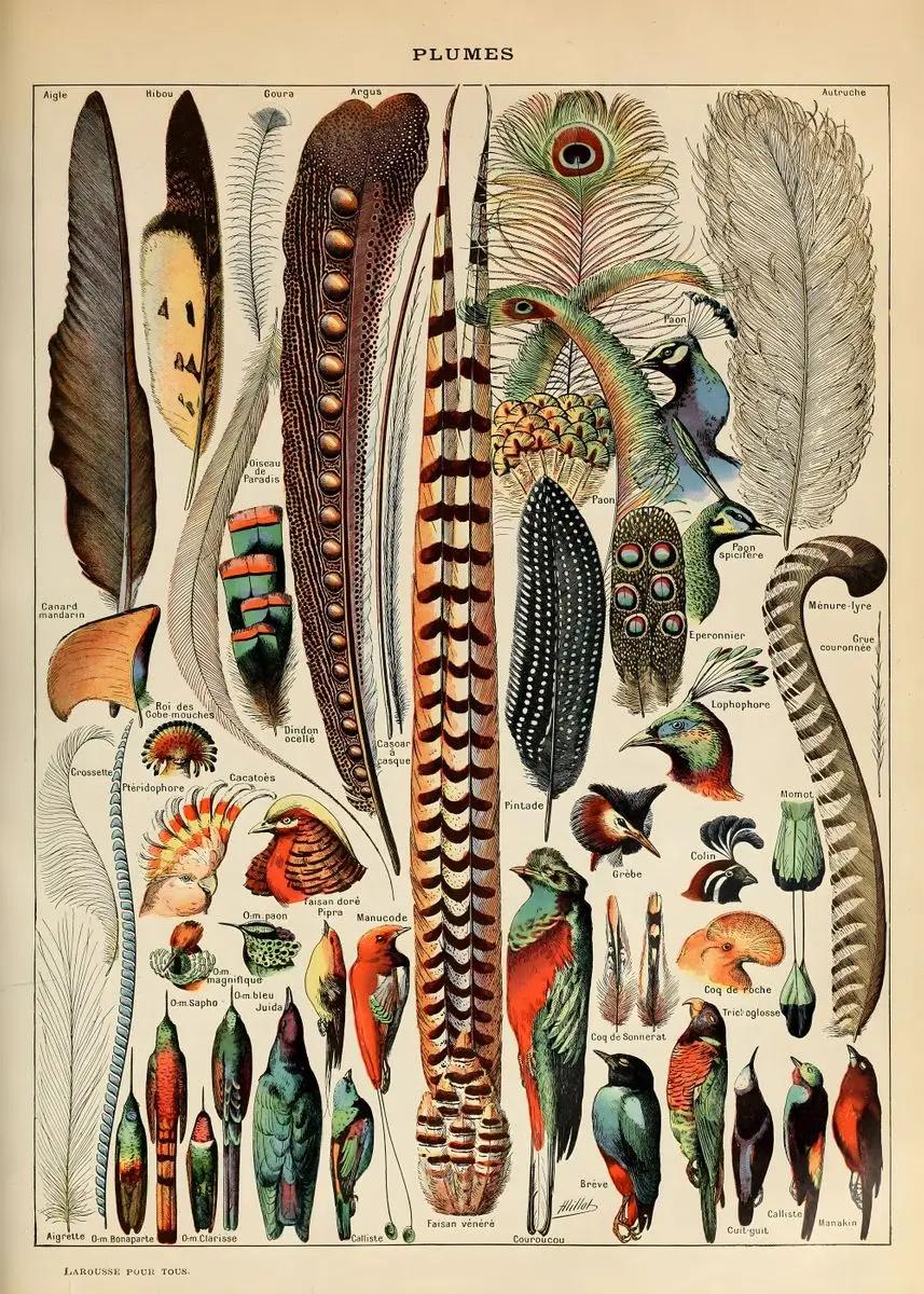 Vintage Clássico Arte Da Parede Plantas Cogumelo Medicina Flor Inseto Borboleta Vegetal Abóbora Cenoura Lona Cartazes - Image 1