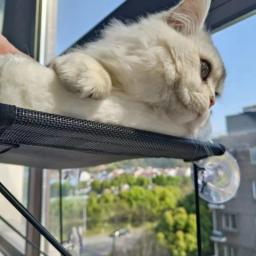 Camas para cochilos para animais de estimação Poleiro para gatos em ambiente interno Rede de descanso para montagem em janela de - Image 2