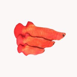 Brinquedo de pelúcia recheado para gato, Interativo Pet Chew Toy, Travesseiro de entretenimento de treinamento, 20cm, Peixe Simulação - Image 5