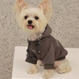 Hoodies forrado com lã, moletom de cachorro, suéter quente macio, roupas para cães pequenos, poodle maltês, designer, carta - Image 2