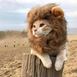 Leão juba cosplay peruca para gato, pele-friendly, pet trajes, transformar seu gato em um forte - Image 3