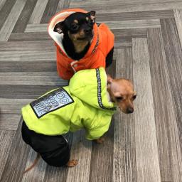 Macacão Forrado com Velo Térmico, Roupas de inverno com capuz, Casaco impermeável para cães pequenos, Yorkie Chihuahua, Roupas de clima frio - Image 1