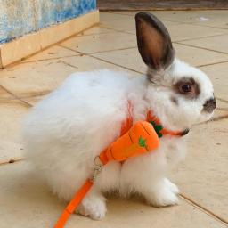 Conjunto de arnês e trela para pequenos animais, coelho ambulante, cobaia, animal de estimação bonito, chinchila, porcos, acessórios - Image 4