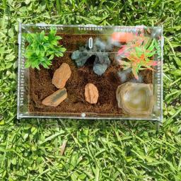 Terrário acrílico transparente para répteis, caixa de alimentação transparente para animais, répteis, insetos, aranha, lagarto, sapo, grilo, tartaruga - Image 3