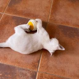 Gato brinquedo para animais de estimação gato sisal coçar bola treinamento interativo brinquedo para gatinho suprimentos gato engraçado jogar pena brinquedo gato accessorie - Image 6