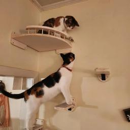 Parede de madeira Cat Tree com Sisal Escada e Plataforma, Escalada Prateleiras, Hammock Bridge, Pet Furniture, Playground para Gatinho - Image 4