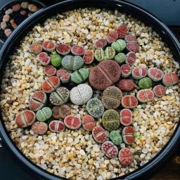 Pedra de cascalho para decoração do aquário, micro paisagem, aquário, areia inferior, plantas em vasos, acessórios DIY, 1pc, 250g - Image 2