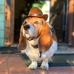 Chapéu de cowboy estrela ajustável para animais de estimação, traje de cão britânico, chapéu superior, chapéus de sol para gatos - Image 2