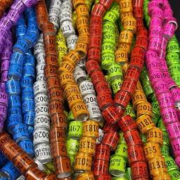 Anel de Pé de Pombos com Multicolors, Ferramenta De Treino De Pássaros Com Números, 8x11mm, Papagaios e Pássaros, 2024 Anos, 10 Pcs, 50Pcs - Image 6