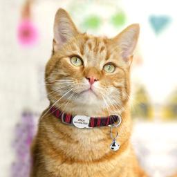 Coleiras ajustáveis impressas personalizadas do filhote de cachorro do gatinho do colar do gato com o sino gravado livre da placa de identificação anti-coleiras perdidas dos gatos - Image 5