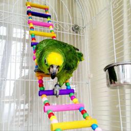 Escada De Bola De Madeira Colorida para Papagaio, Bird Cage Swing Shelf, Bird Toys, Parrot Escalada Acessório - Image 1