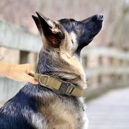 Durável militar tático coleira de cachorro bungee trela conjunto pet náilon andando treinamento colar para médio grande cães alemão shepard - Image 5