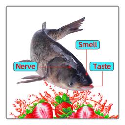 Aditivo isca para peixes de água doce, Carpa Prata e Bighead Carp, Isca alimentar especial, Aditivos de pesca, 220ml por PC - Image 3
