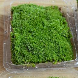Gramado artificial de 10x8.5cm, simulação de moss, tapete de grama verde falso, micro paisagem, decoração de chão para casa, faça você mesmo, 1 caixa - Image 3