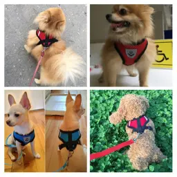 Refletivo Respirável Malha Arnês Do Cão E Conjunto De Trela, Colete De Cachorro, Acessórios Do Gato, Suprimentos De Cães Pequenos - Image 2