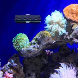 Aquário Fish Tank Prateleira Acrílica, Coral Suporte, Planta Titular, Acessórios - Image 5