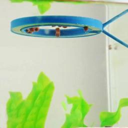Plástico flutuante alimentador de alimentos para aquário, peixe alimentação suprimentos, flutuabilidade círculo, quadrado e redondo anel de alimentação, tanque de peixes acessório - Image 4