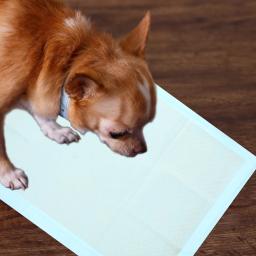 Almofadas para penico para cães, super absorventes e à prova d'água, tapetes para treinamento de animais de estimação, 100 peças, suprimentos de tecido não tecido - Image 6