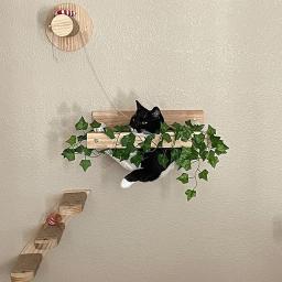 Conjunto De Escalada De Gato De Parede, Torre De Árvore, Cama Pendurada, Arranhador De Sisal, Escada De Escalada, Mobiliário De Atividade De Gato - Image 1