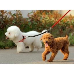Elastic Extended Pet Leash Belt, Dog Leash Corda, 2 Way Couplers, treinamento ao ar livre, dois duplo, pequeno, médio, cães grandes, chumbo Coisas - Image 4