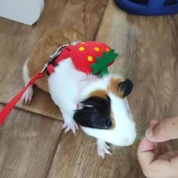Conjunto de arnês e trela para pequenos animais, coelho ambulante, cobaia, animal de estimação bonito, chinchila, porcos, acessórios - Image 1