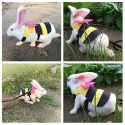 Pequeno Animal Arnês Trela Set Ajustável Arnês Macio Com Trela Elástica Para Coelhos Chinchilas Hamsters Gatos Pet Vest Roupas - Image 1