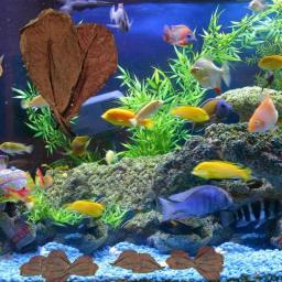 Folhas De Amêndoa Para Decoração De Tanque De Peixes, Condicionador De Água Do Aquário, Secas Naturais, 20Pcs - Image 5