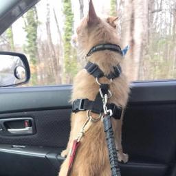 Pet Dog Car Seat Belt, tampão retrátil, elástico, reflexivo, segurança tração corda, trela do cão, arnês, cão acessórios suprimentos - Image 6