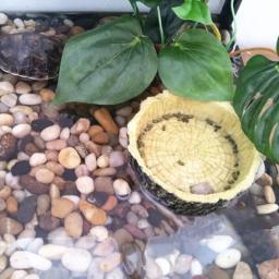 Animal de estimação réptil alimentador tigela resina aquário bacia comida pote água réptil tartaruga escorpião lagarto caranguejos suprimentos dropshipping - Image 5