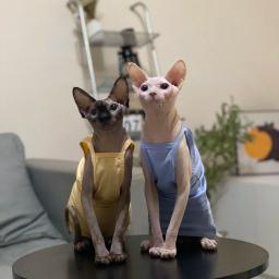 Multicolor Sphynx Pet Clothes para gatos, Roupas de gatinhos de algodão, Camisola de gatos respiráveis, Soft Devon Rex Clothing - Image 4