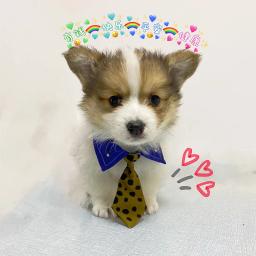 Anime Bow Tie Suprimentos para Pet, gatinho gravata, fantasia Cosplay, tirar foto adereços, Jujutsu Kaisen, Nanami Kento Tema, Acessórios Pet - Image 3