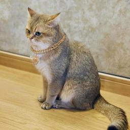 Gato colar de corrente com elegante sino colar colar suprimentos para animais de estimação para cães e gatos moda jóias presentes para o aniversário - Image 1