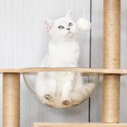 Torres de gato de madeira para gatos grandes com múltiplos hamocks, brinquedos ao ar livre, coçar pad, suprimentos de treinamento, gatinho acessórios - Image 5