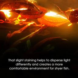 Folhas De Amêndoa Para Decoração De Tanque De Peixes, Condicionador De Água Do Aquário, Secas Naturais, 20Pcs - Image 4